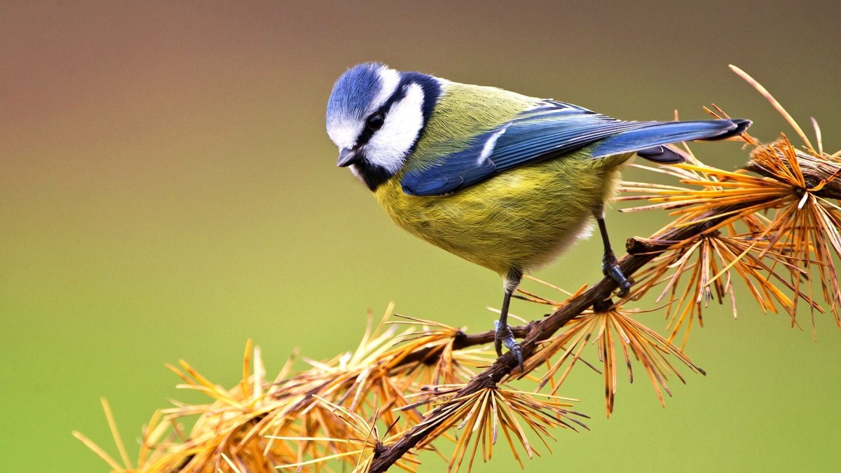 Синичка лазоревка