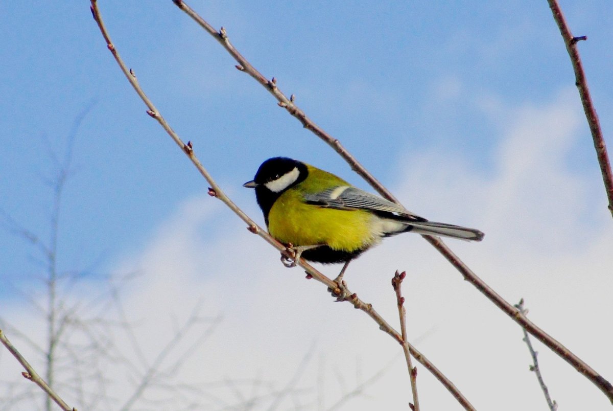 Красивая синичка для детей