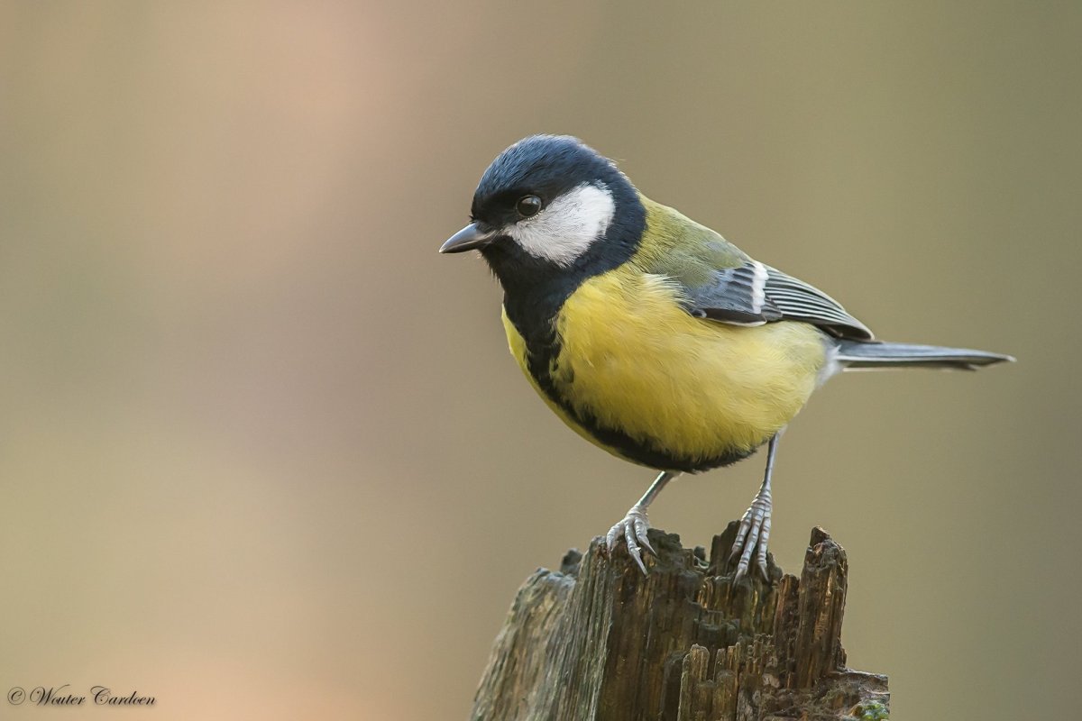 Синицы в Пензенской области