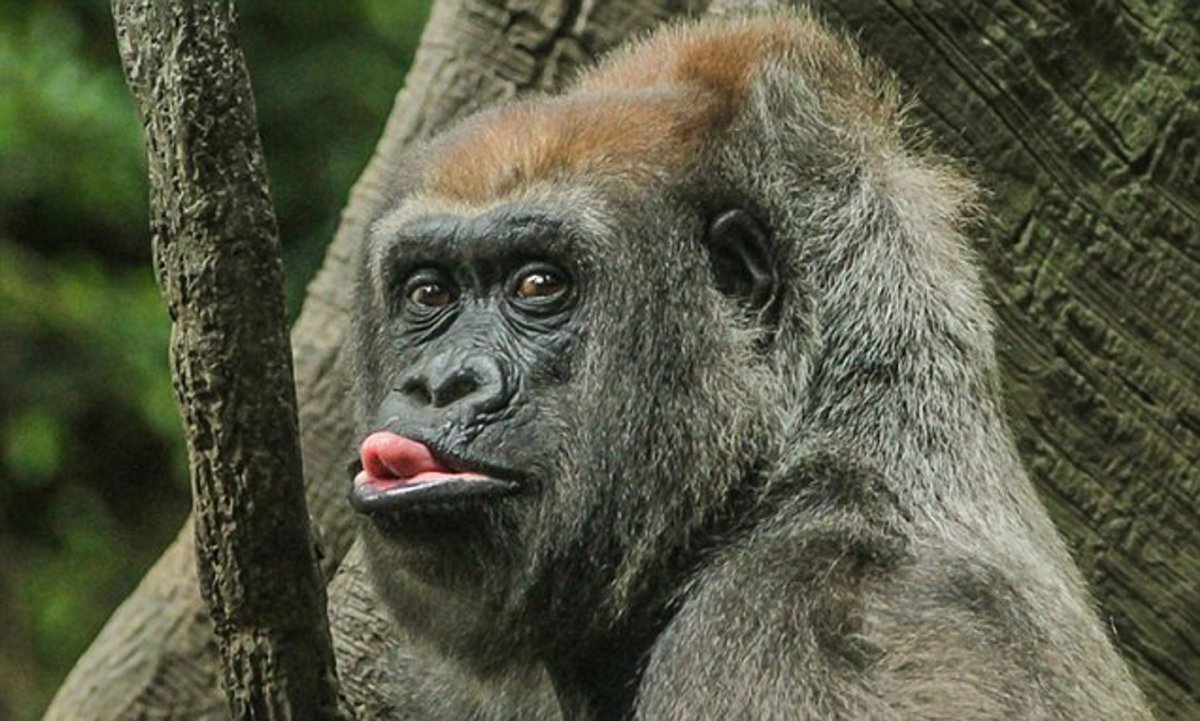 Дикий смех фото