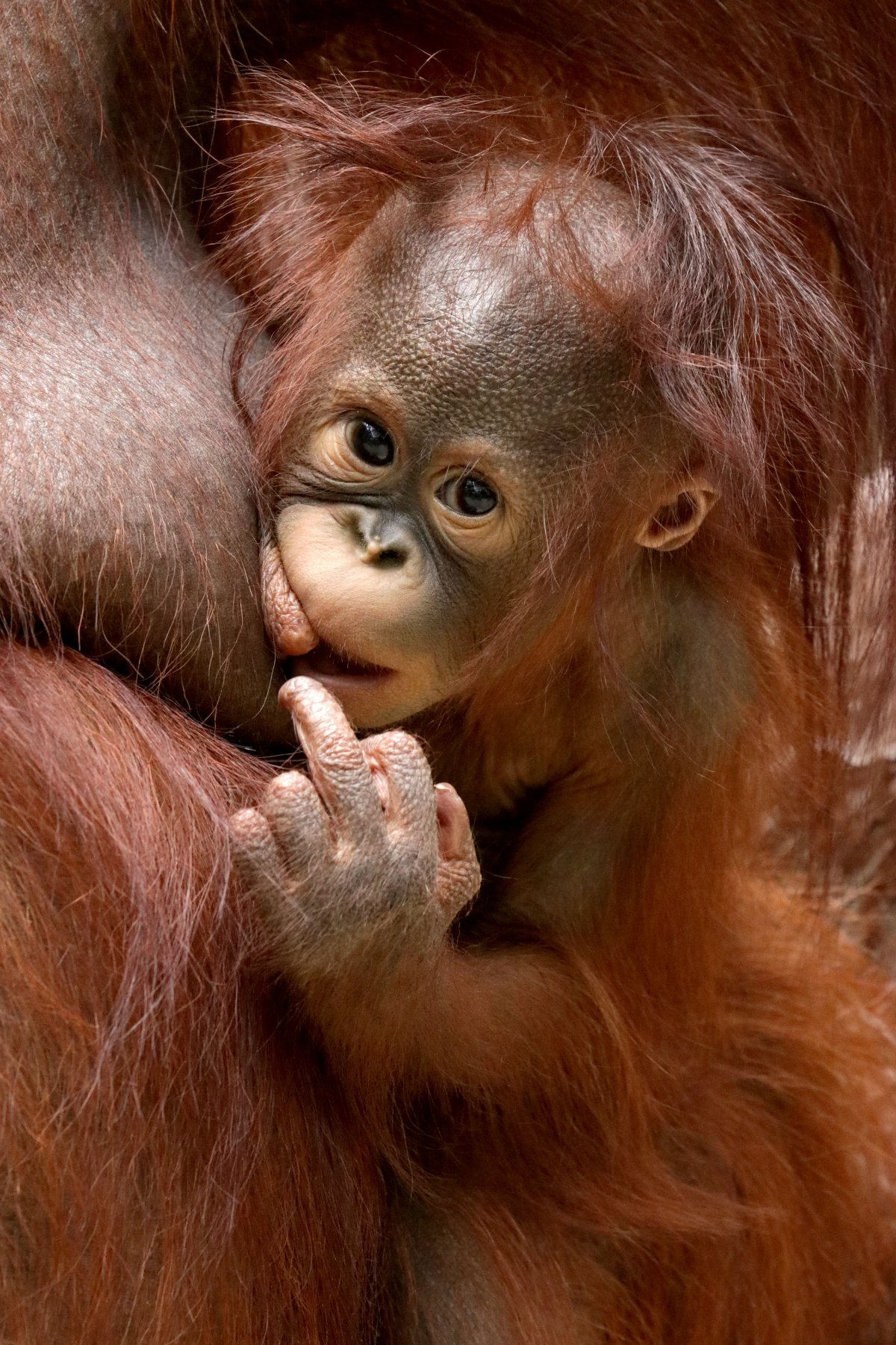 Шимпанзе кричит