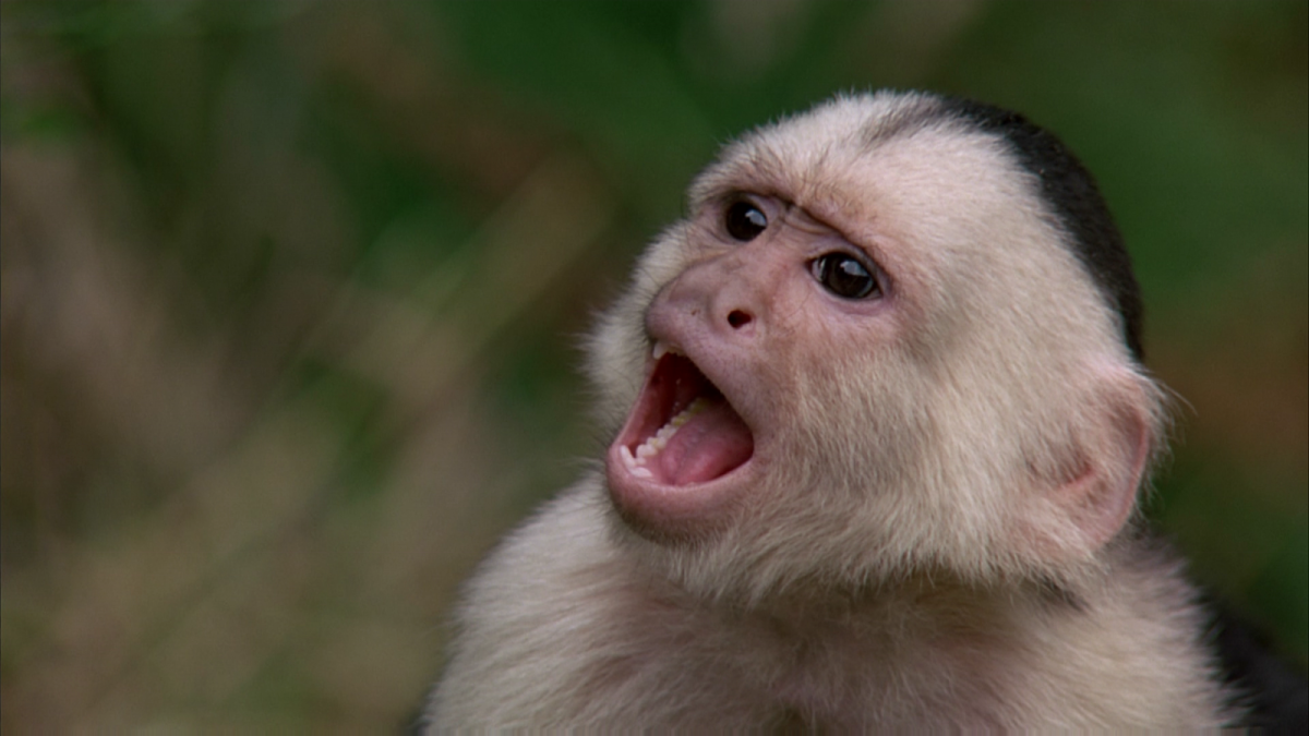 Смешные обезьяны