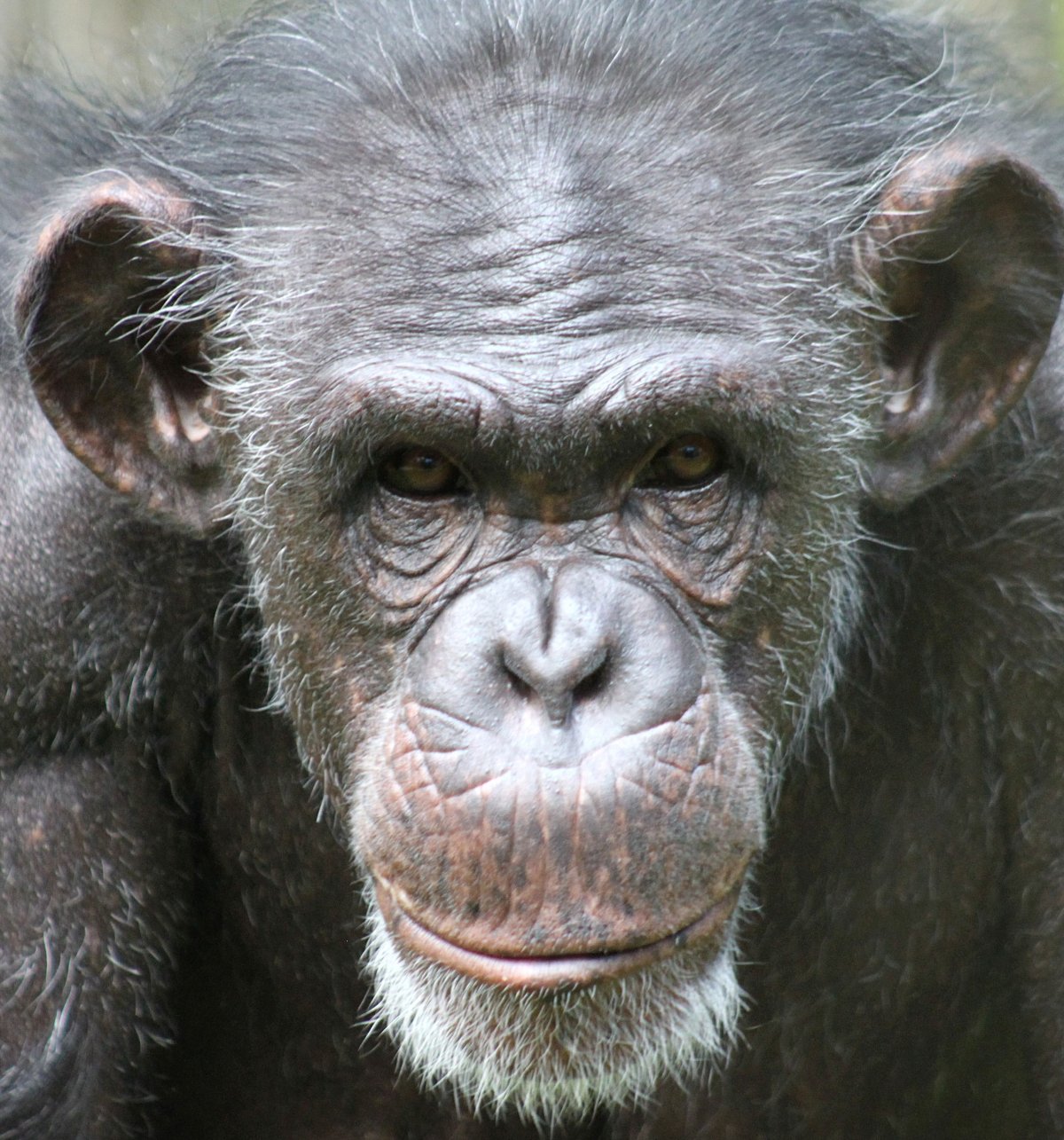 Обезьяна ржет