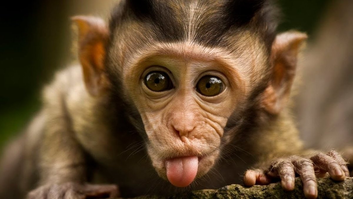 Бонобо коммуникация