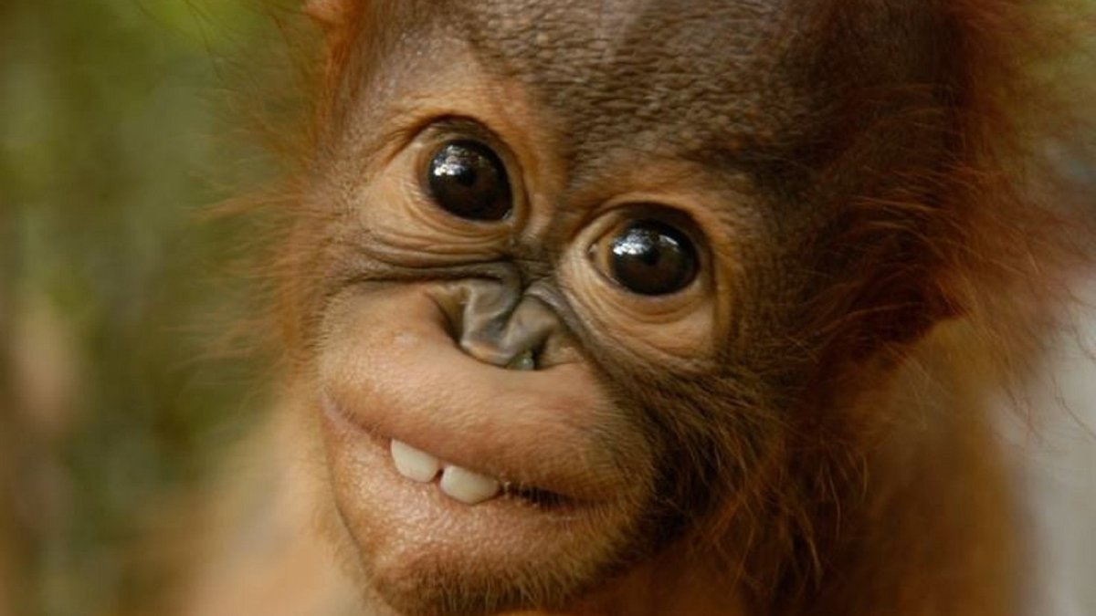 Обезьяна улыбается