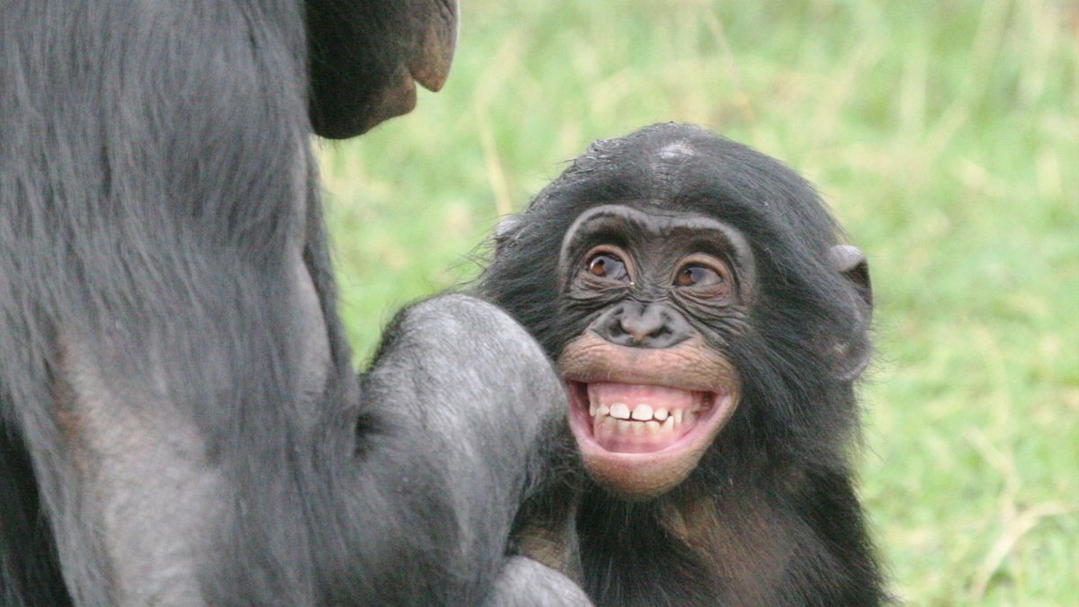 Губы шимпанзе