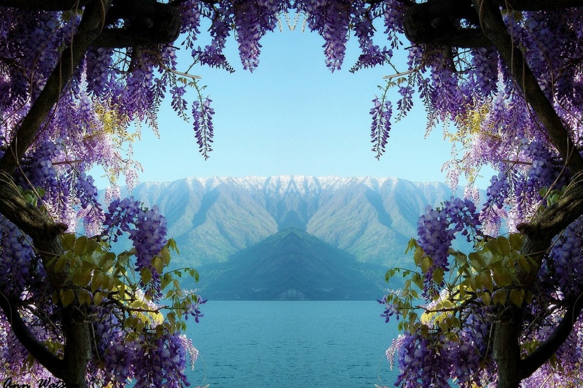 Глициния китайская