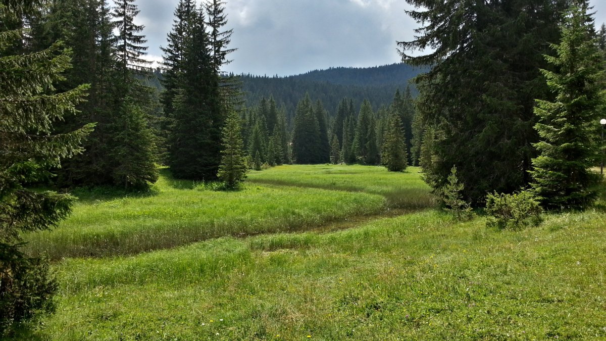 Ельники Лесная Поляна