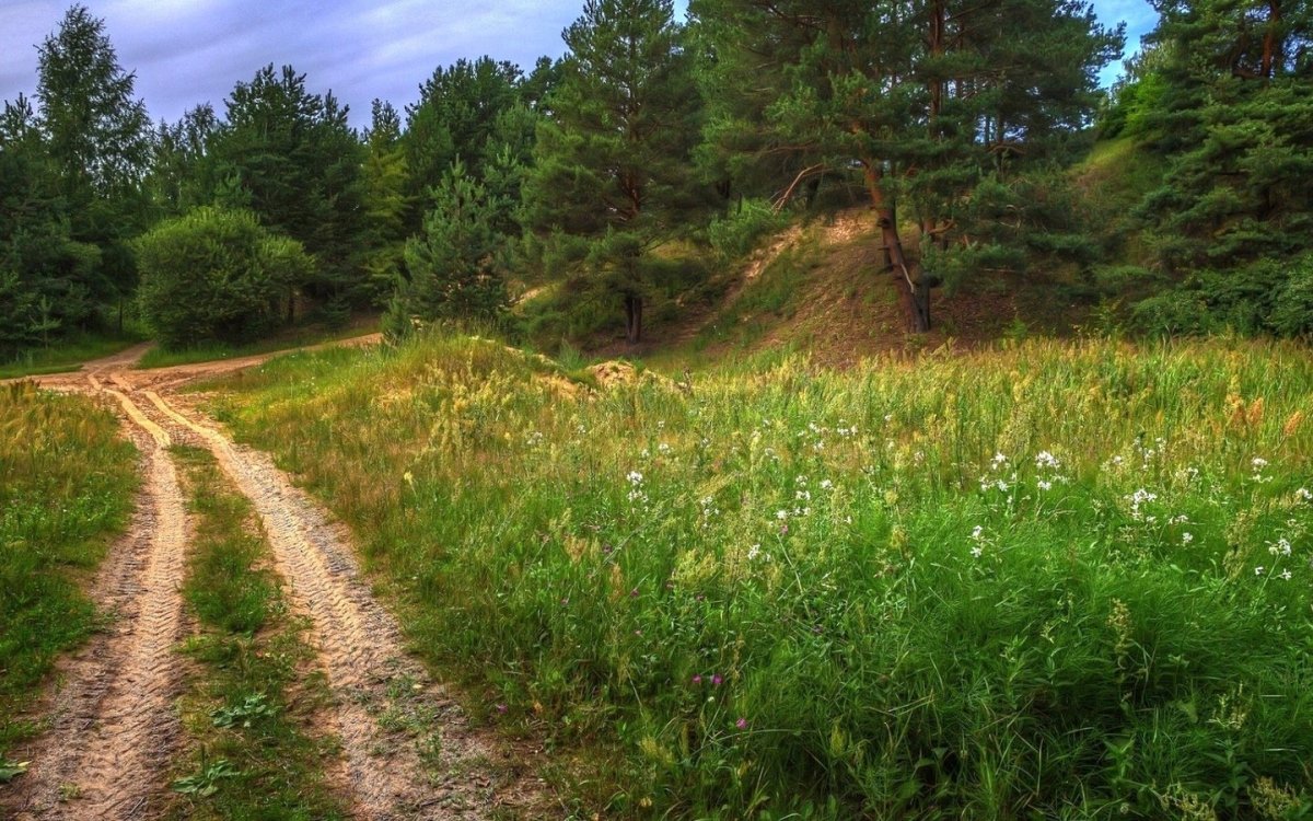 Опушка леса Татарстан