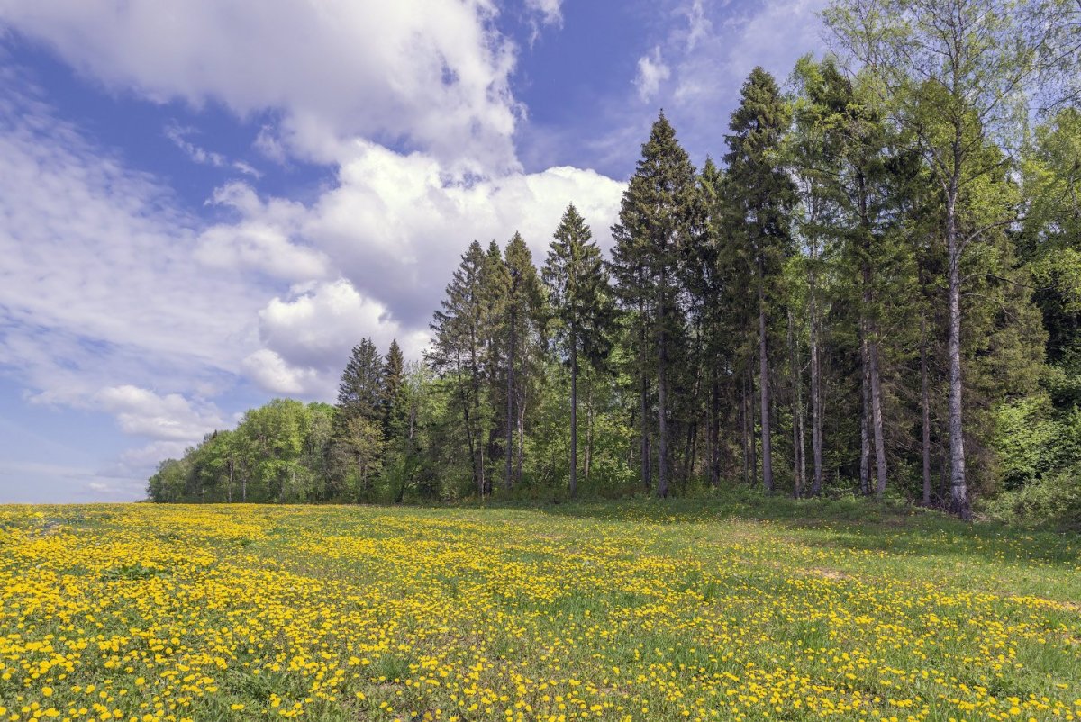 На Лесной опушке