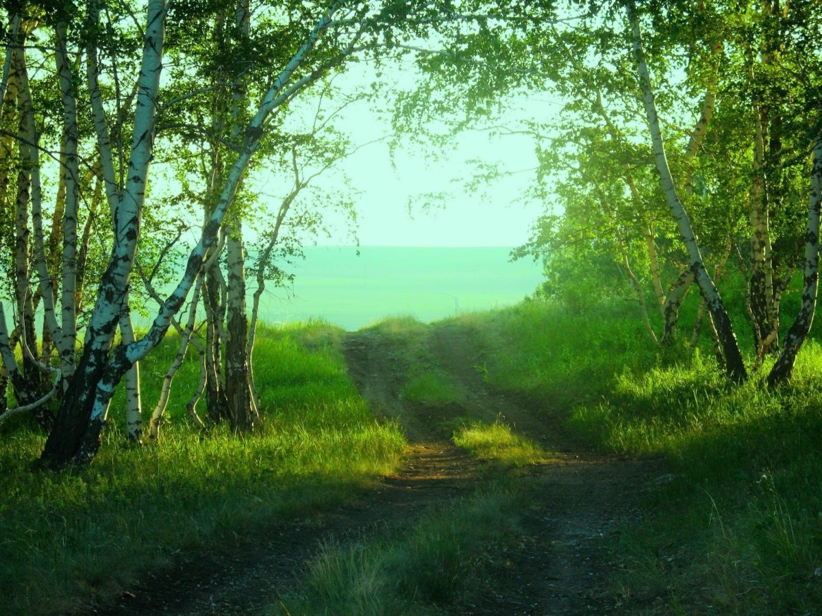 Летняя природа