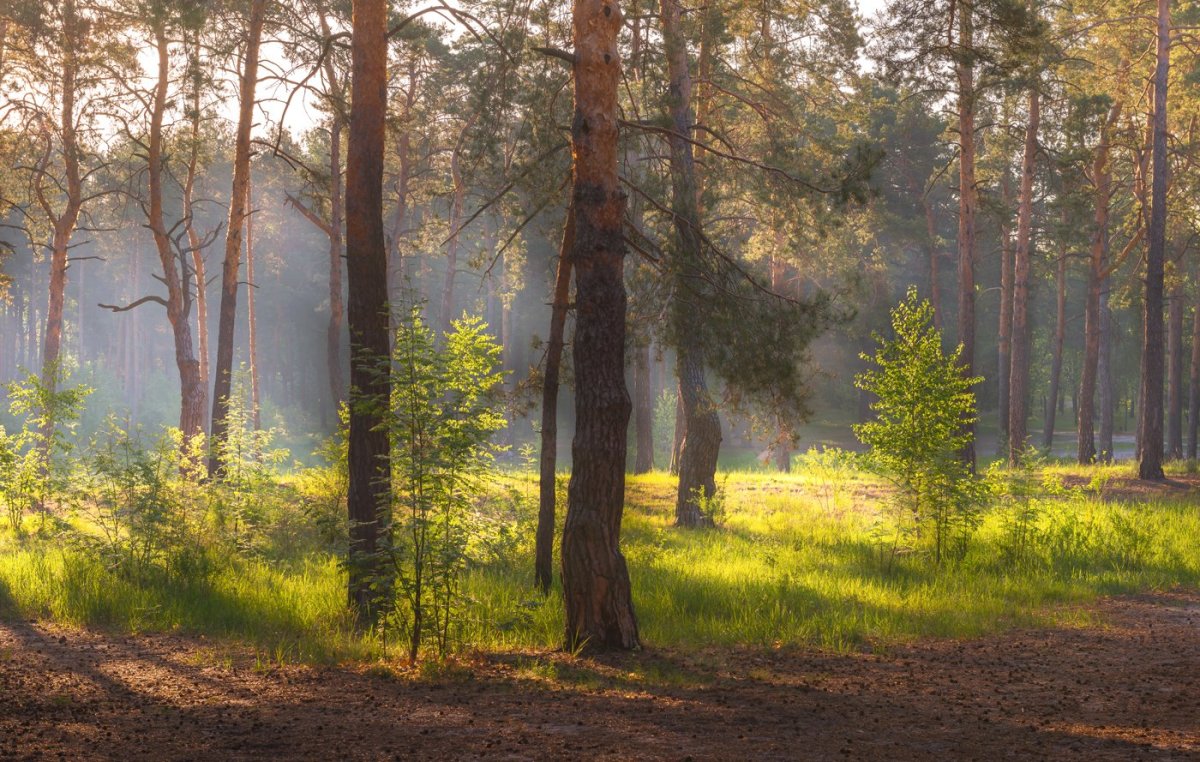 Хвойный лес Сестрорецк