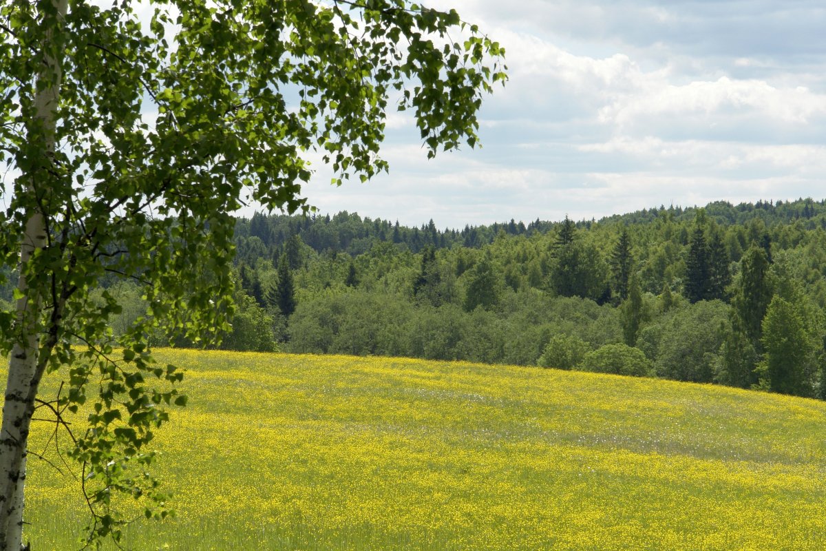 Русские просторы березы