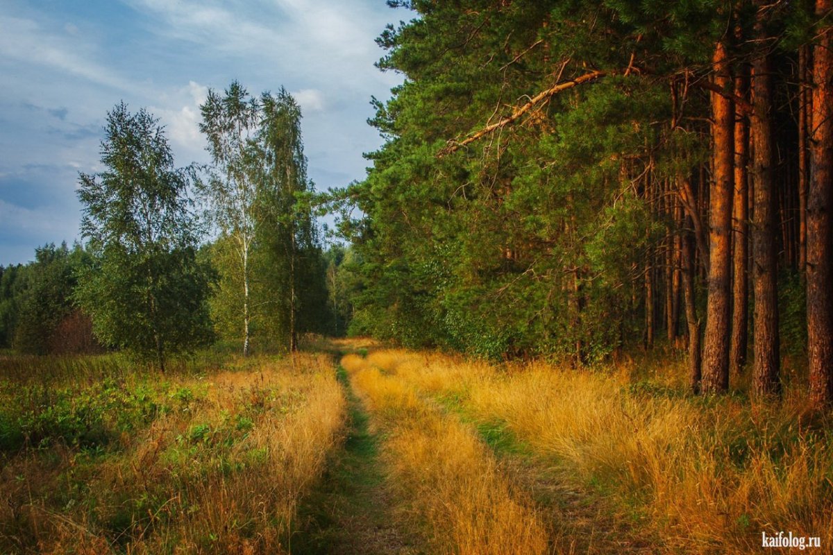 Лес Мещера дорога