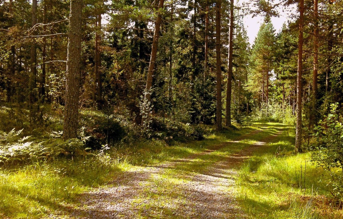 Лес Бор Тайга роща чаща