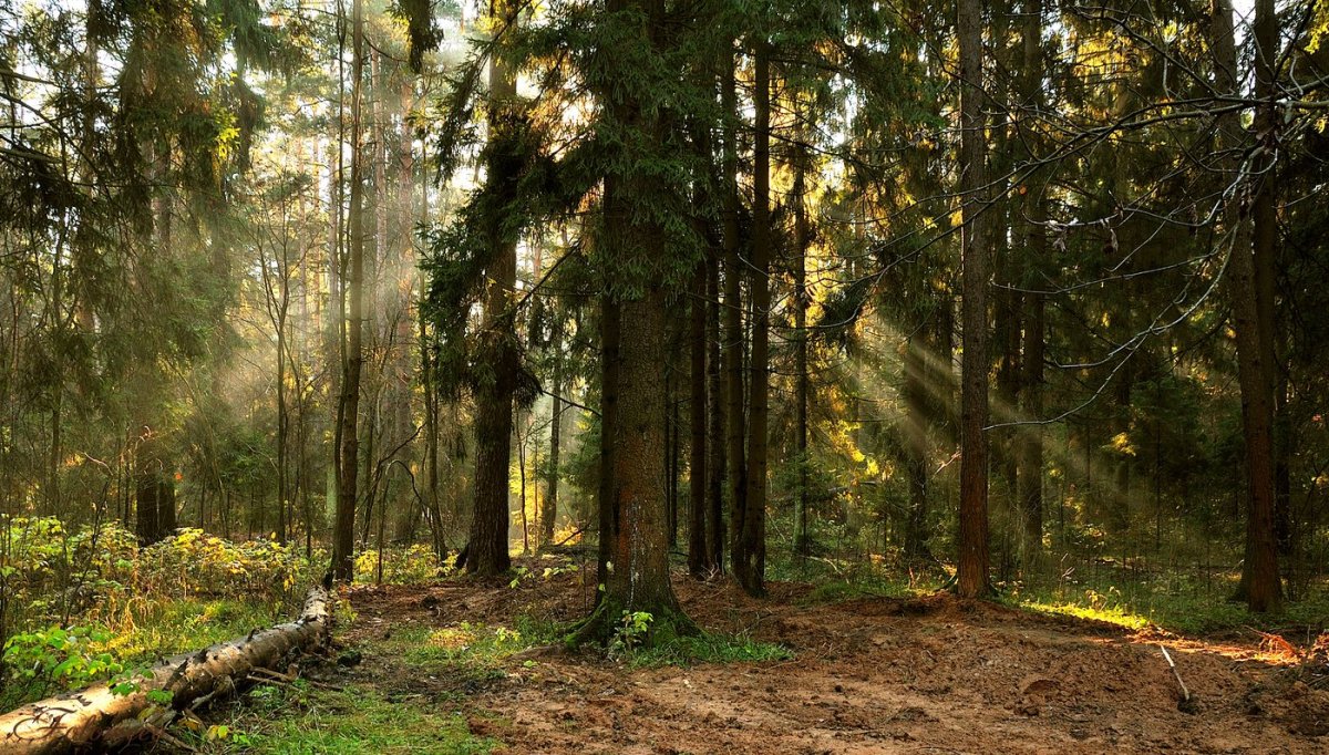 На опушке соснового леса 1897