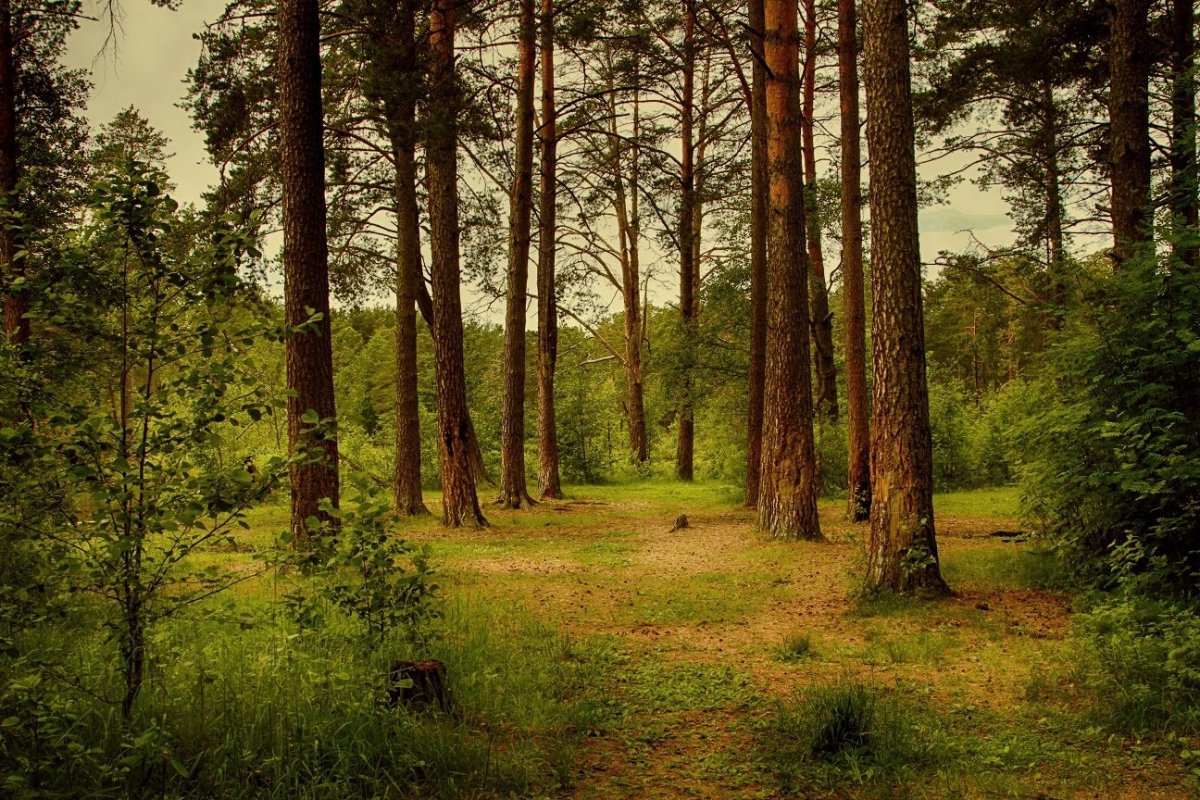 Заповедник Сосновый Бор