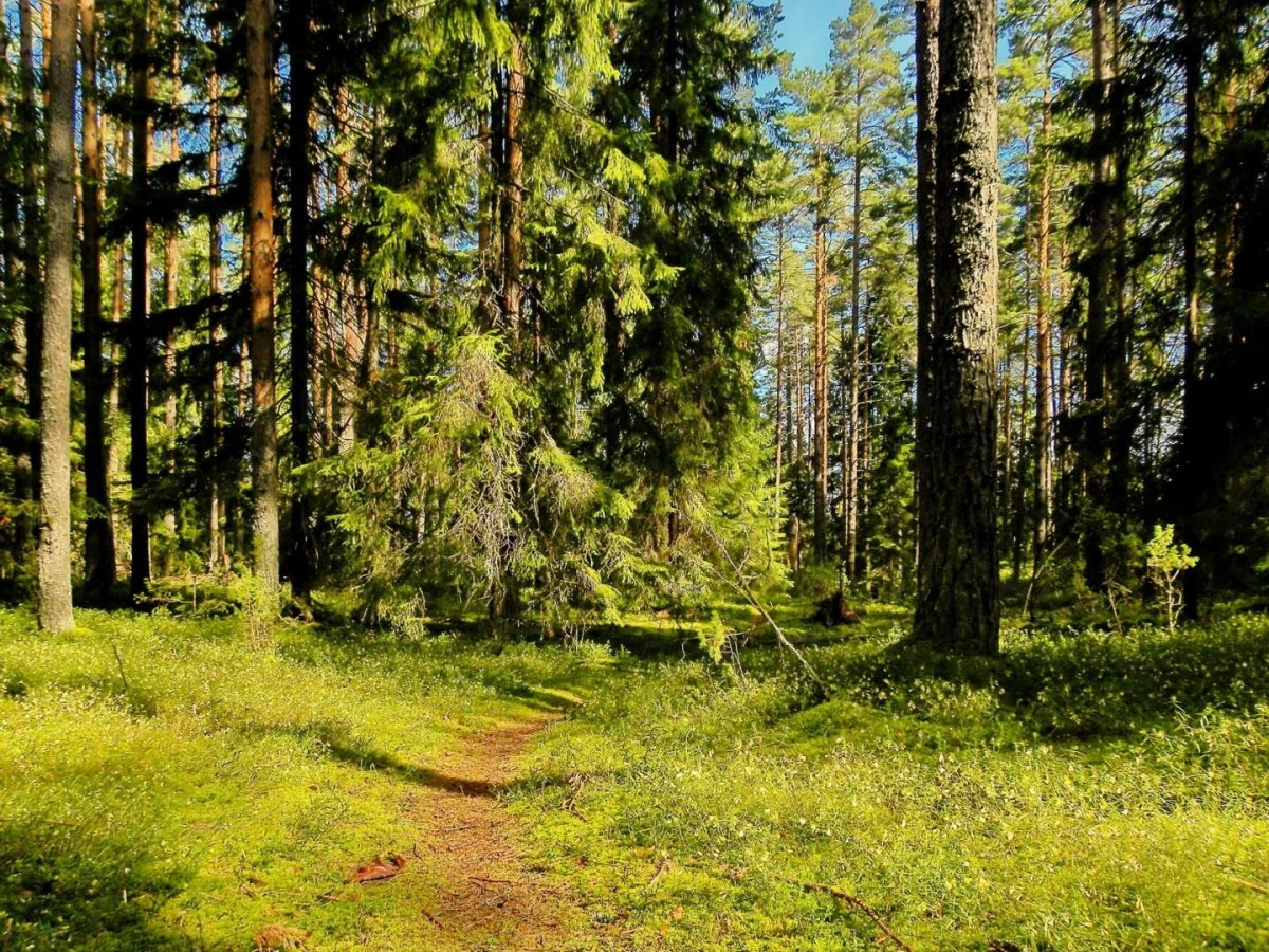 Хвойный,лес Бор Кострома