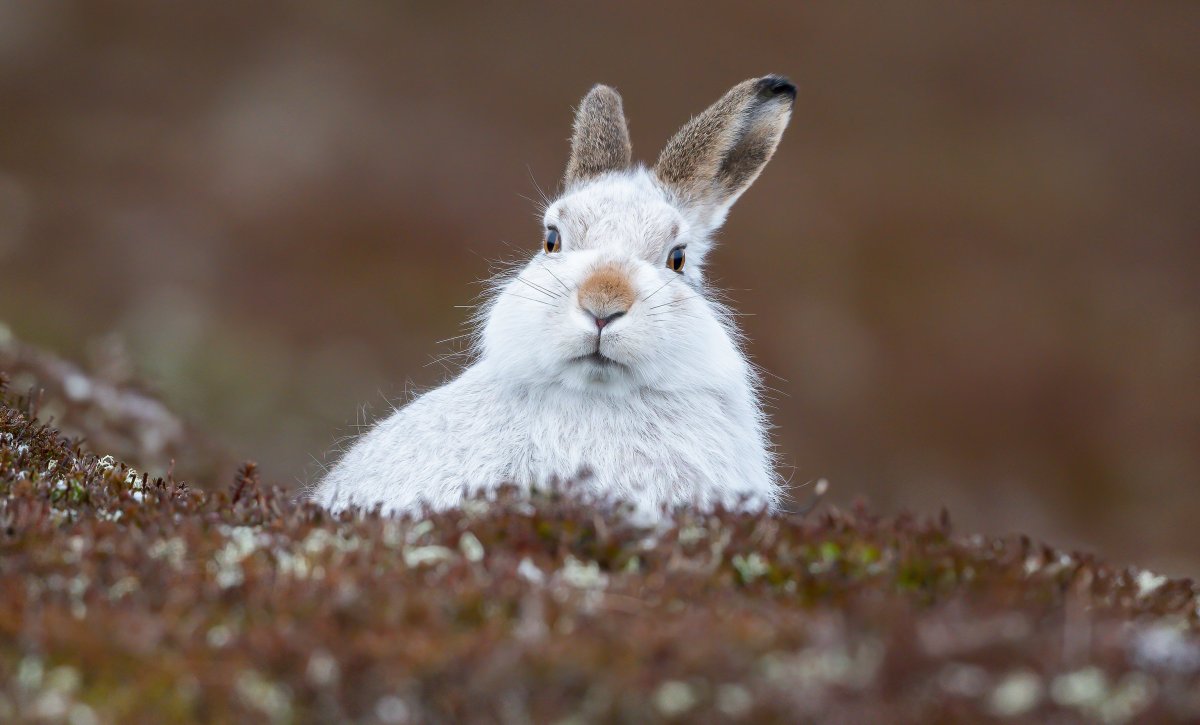 Маскировка зайца беляка