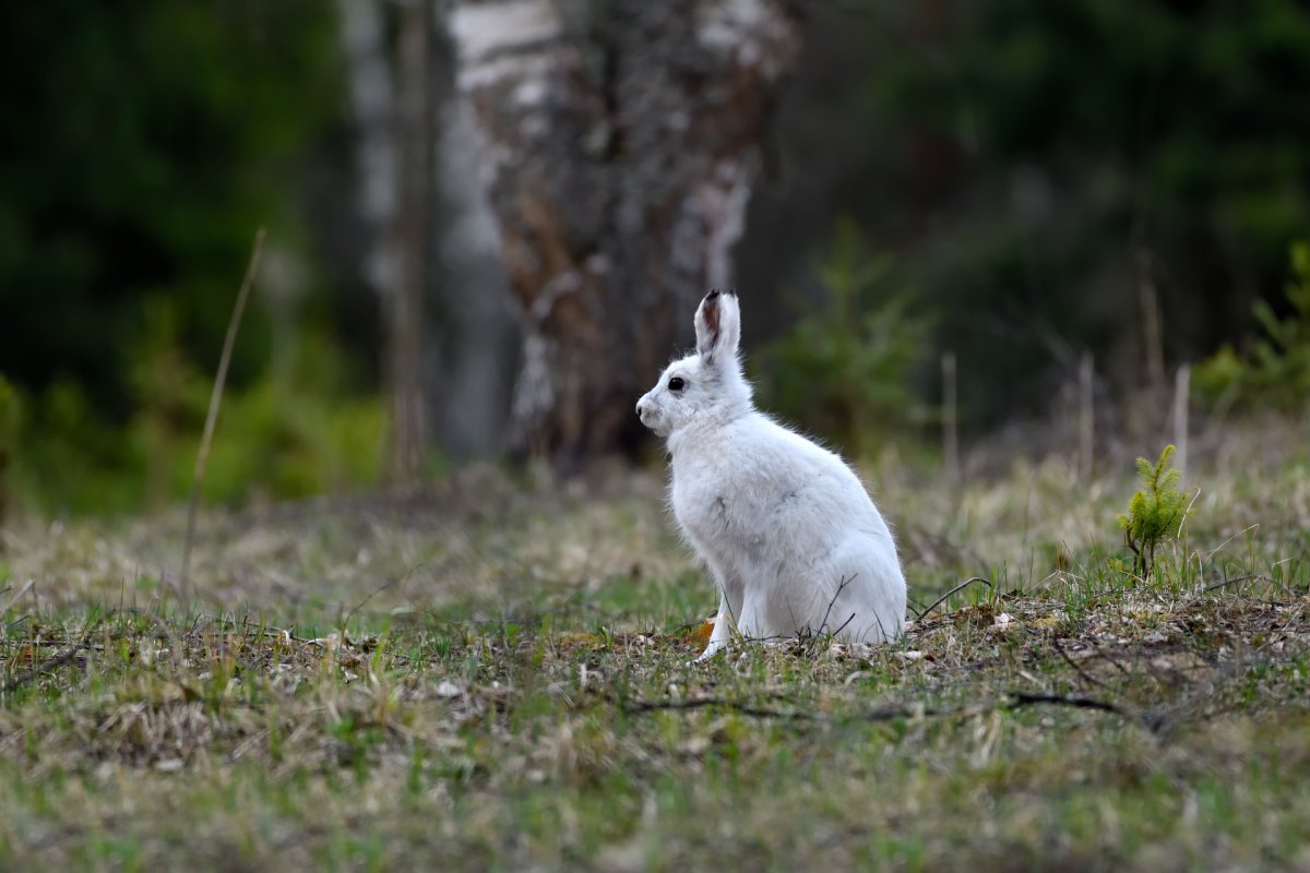 Заяц Беляк дальнего Востока