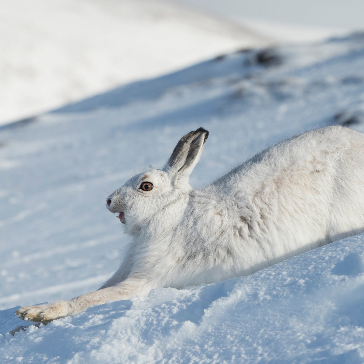 Баргузинский заповедник заяц Беляк