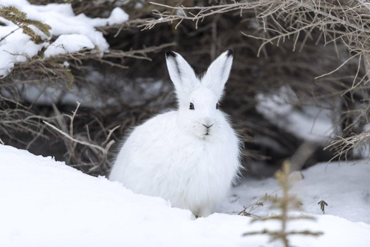 Заяц Беляк дальнего Востока