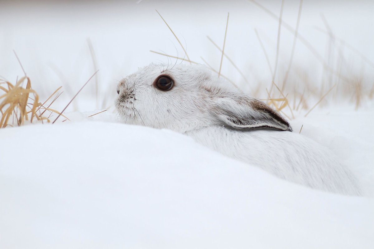 Заяц Беляк Нургуш