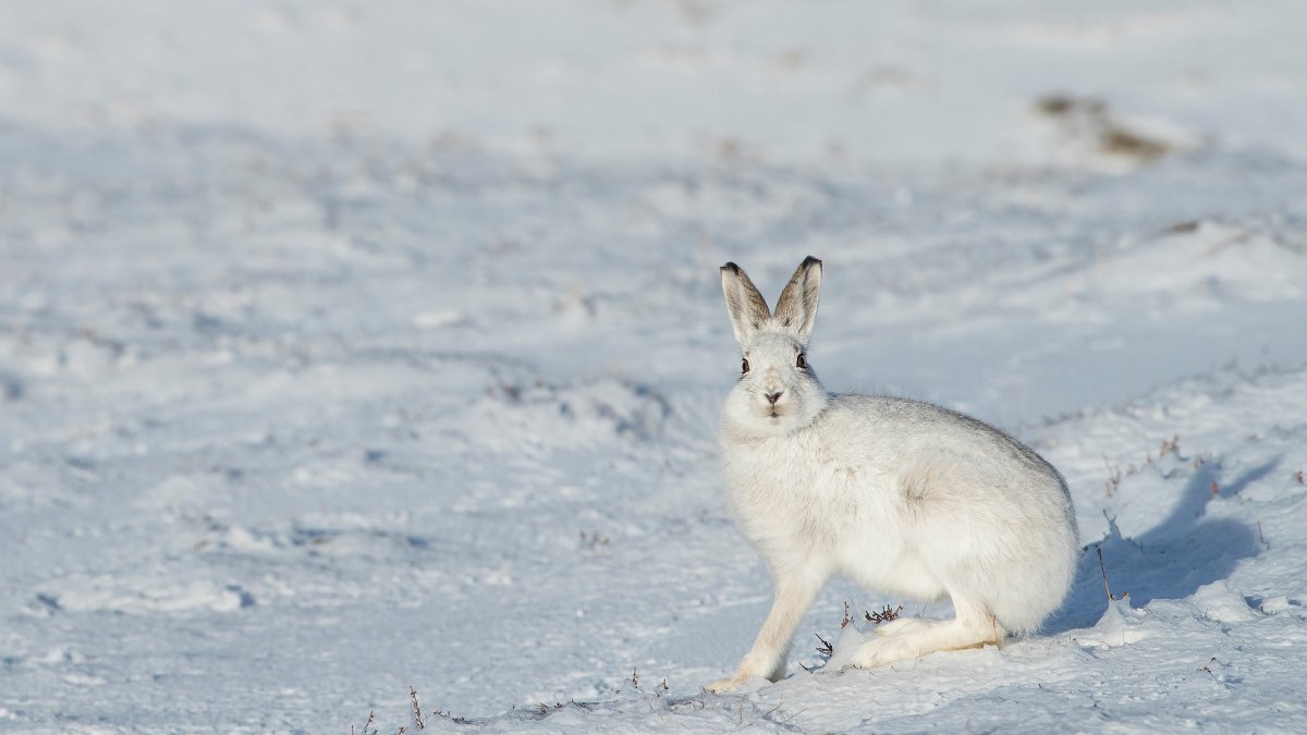Заяц Беляк Детеныши
