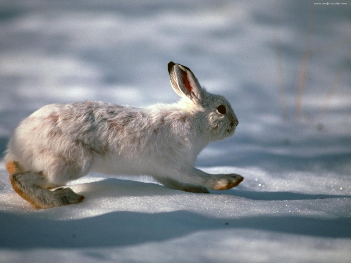 Заяц Беляк бежит