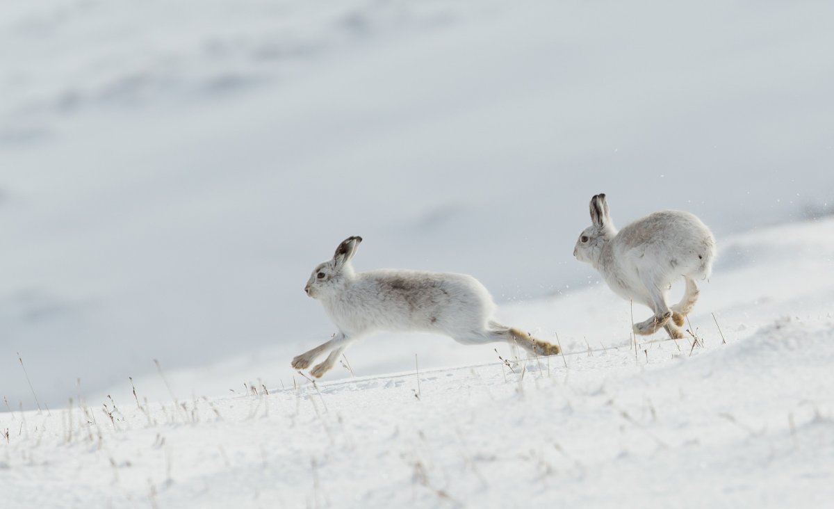 Лапа беляка
