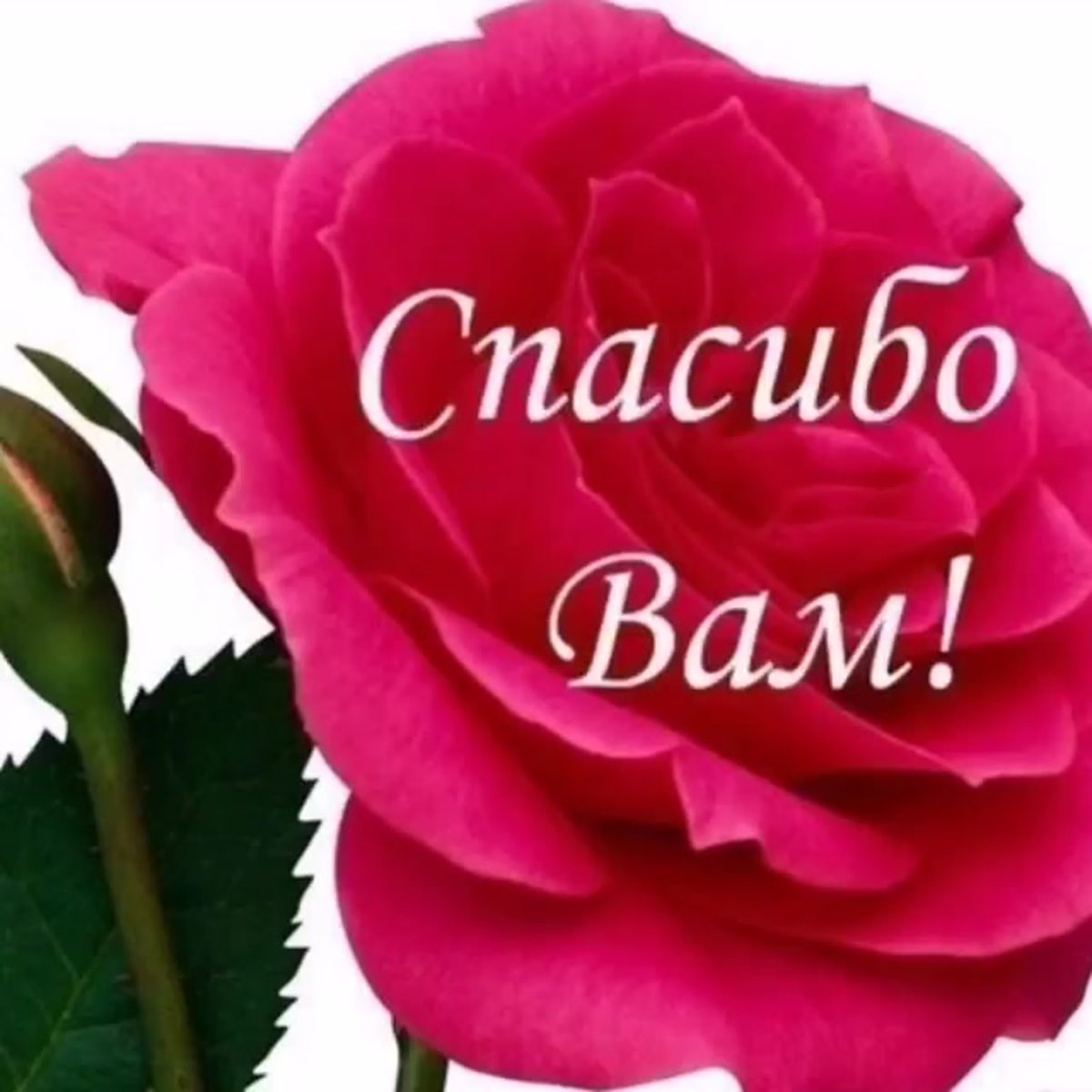 Спасибо моя дорогая