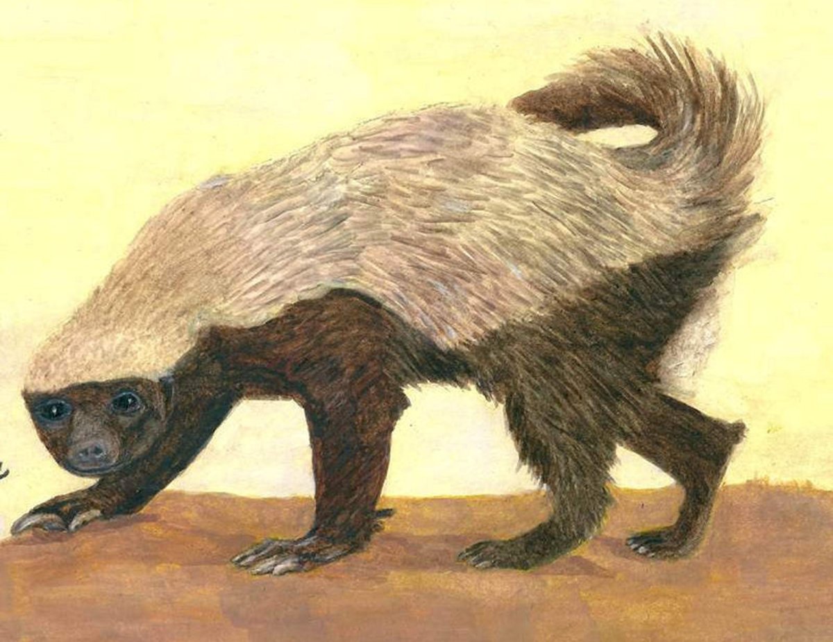 Барсук Росомаха медоед