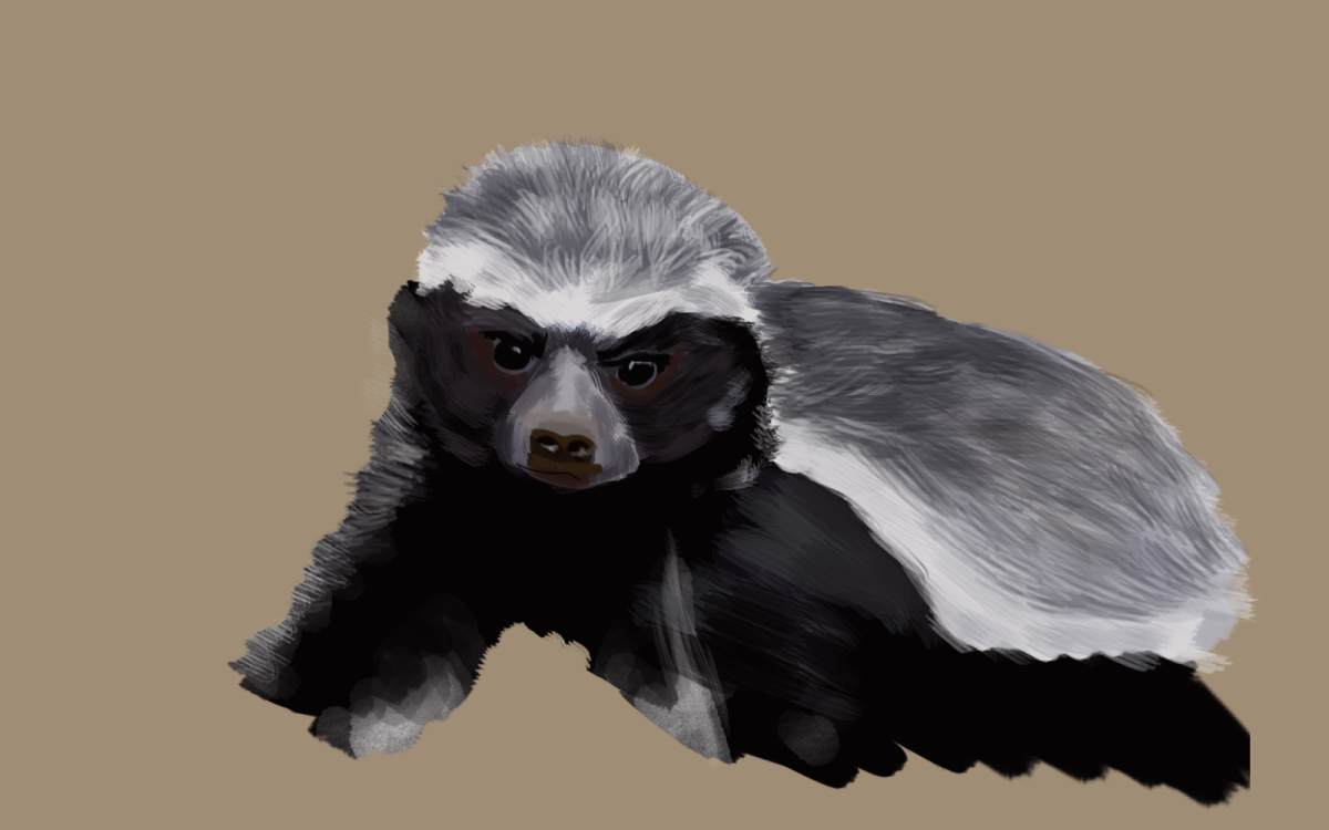 Медоед эскиз