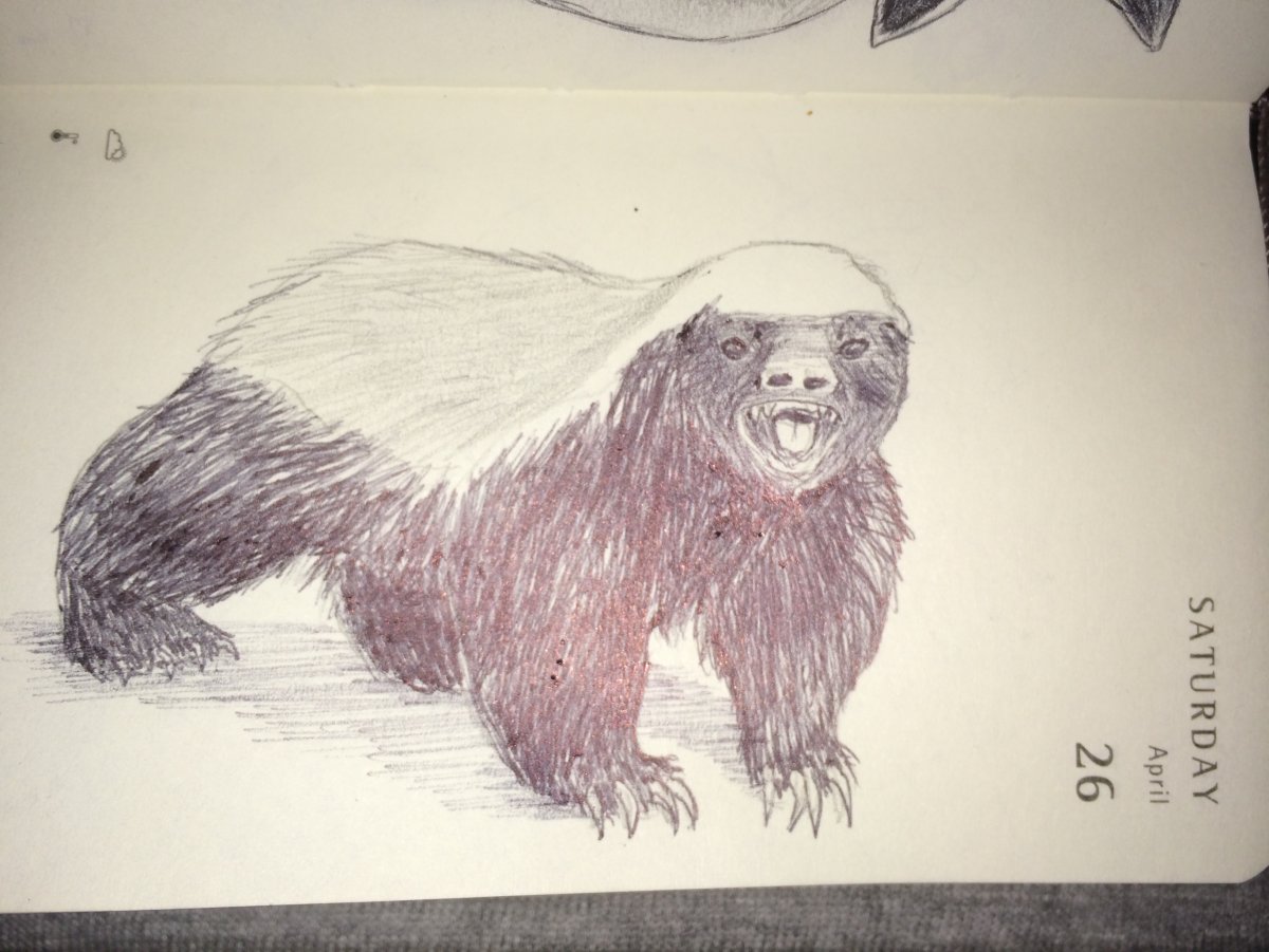 Медоед рисунок