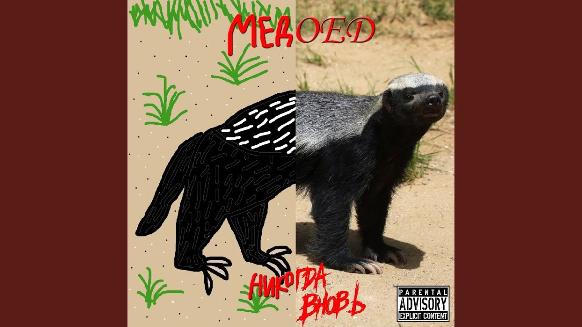 Медоед рисунок