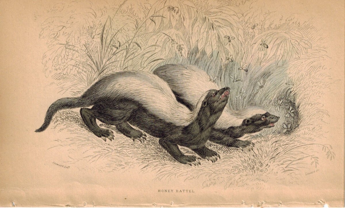 Медоед стилизация