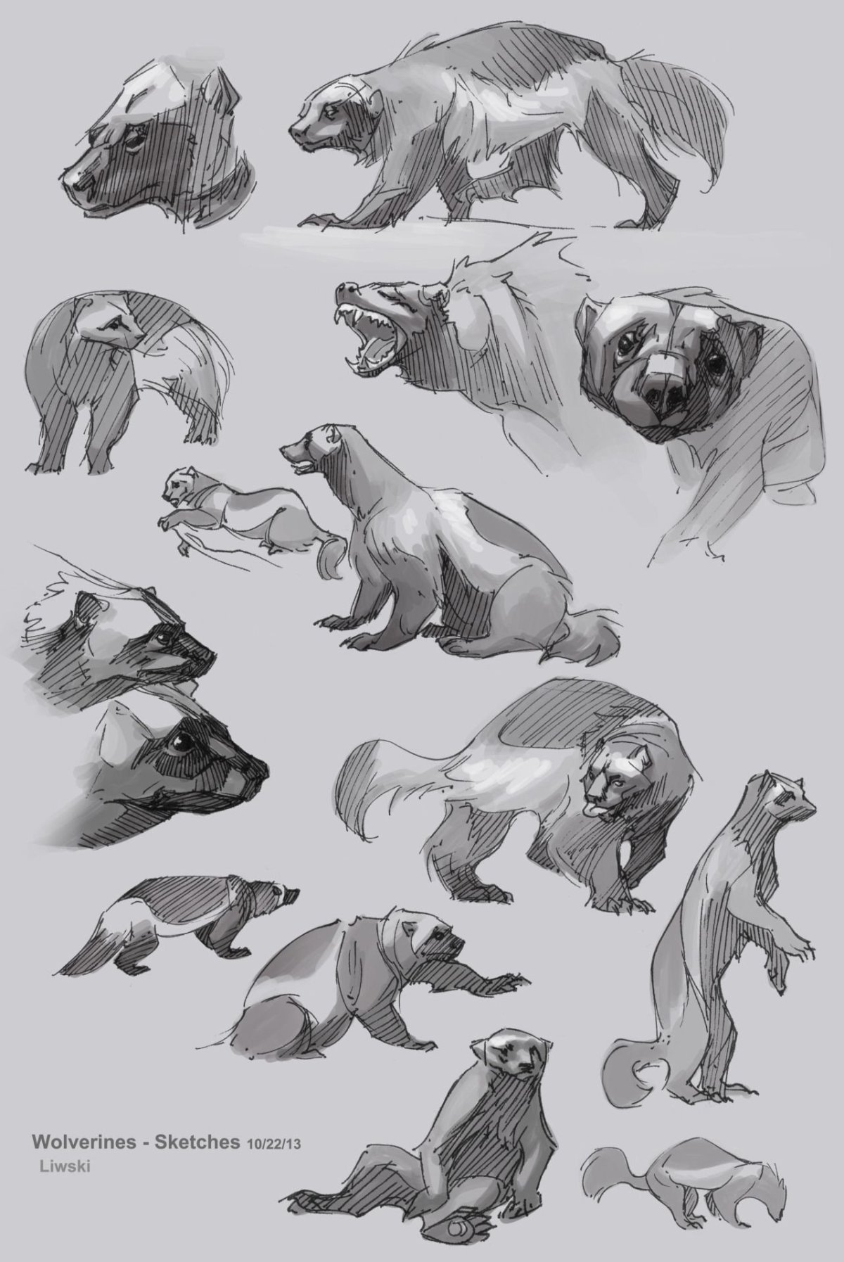 Тень барсука