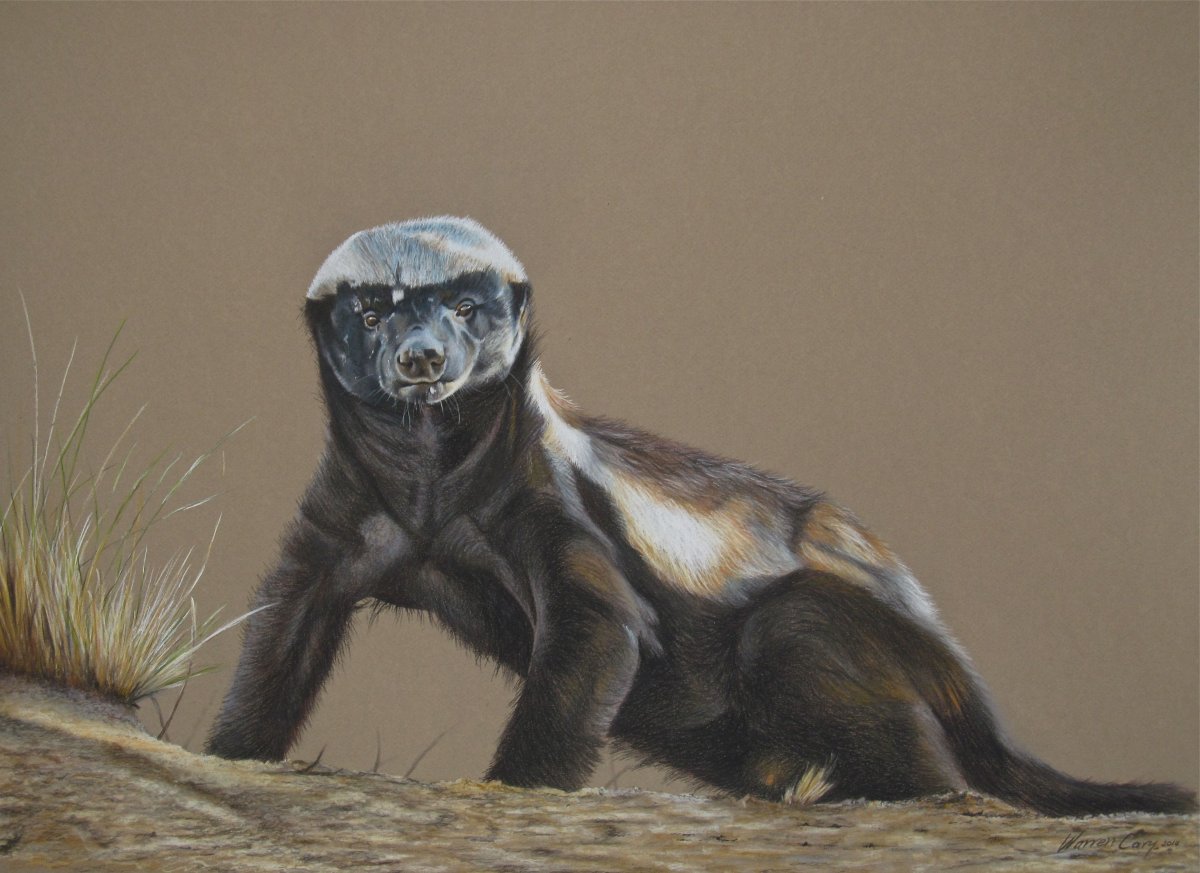 Медоед аватар