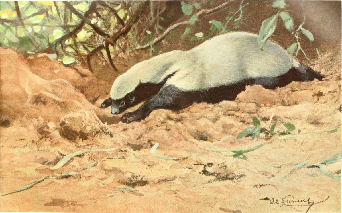 Барсук медоед иллюстрация