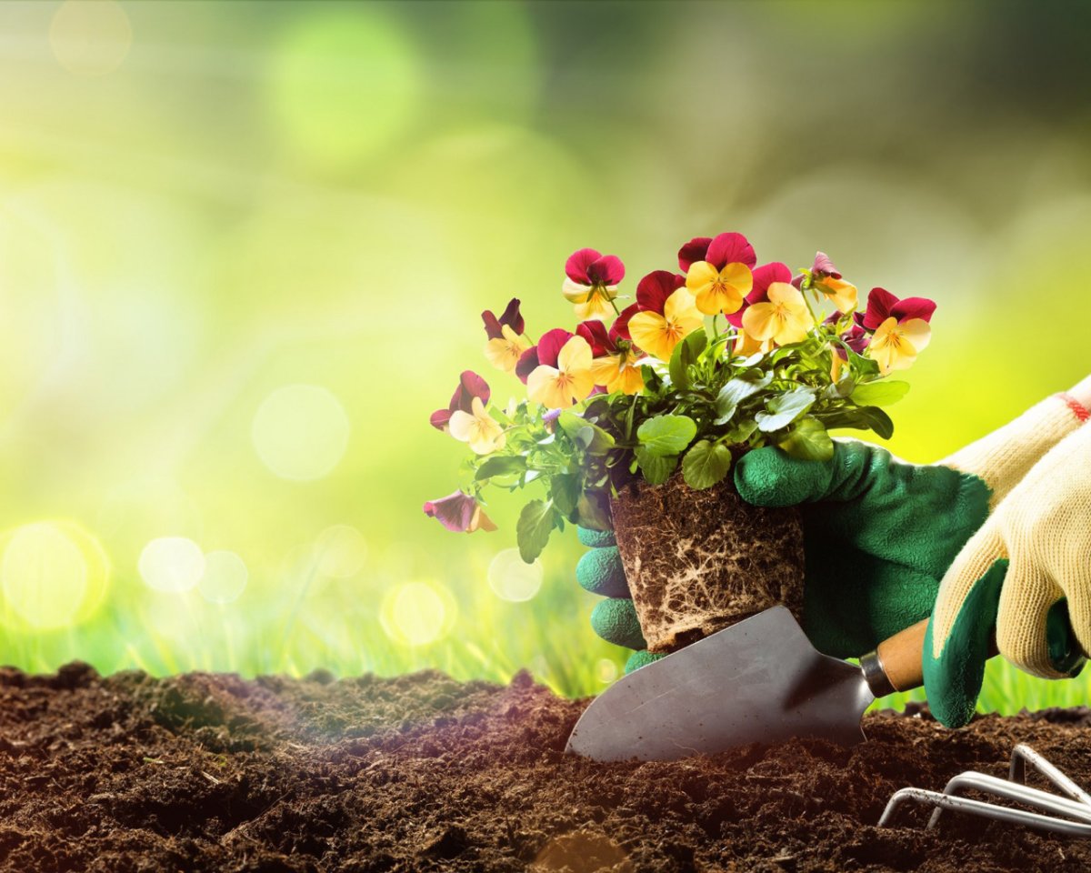 Руки садовника