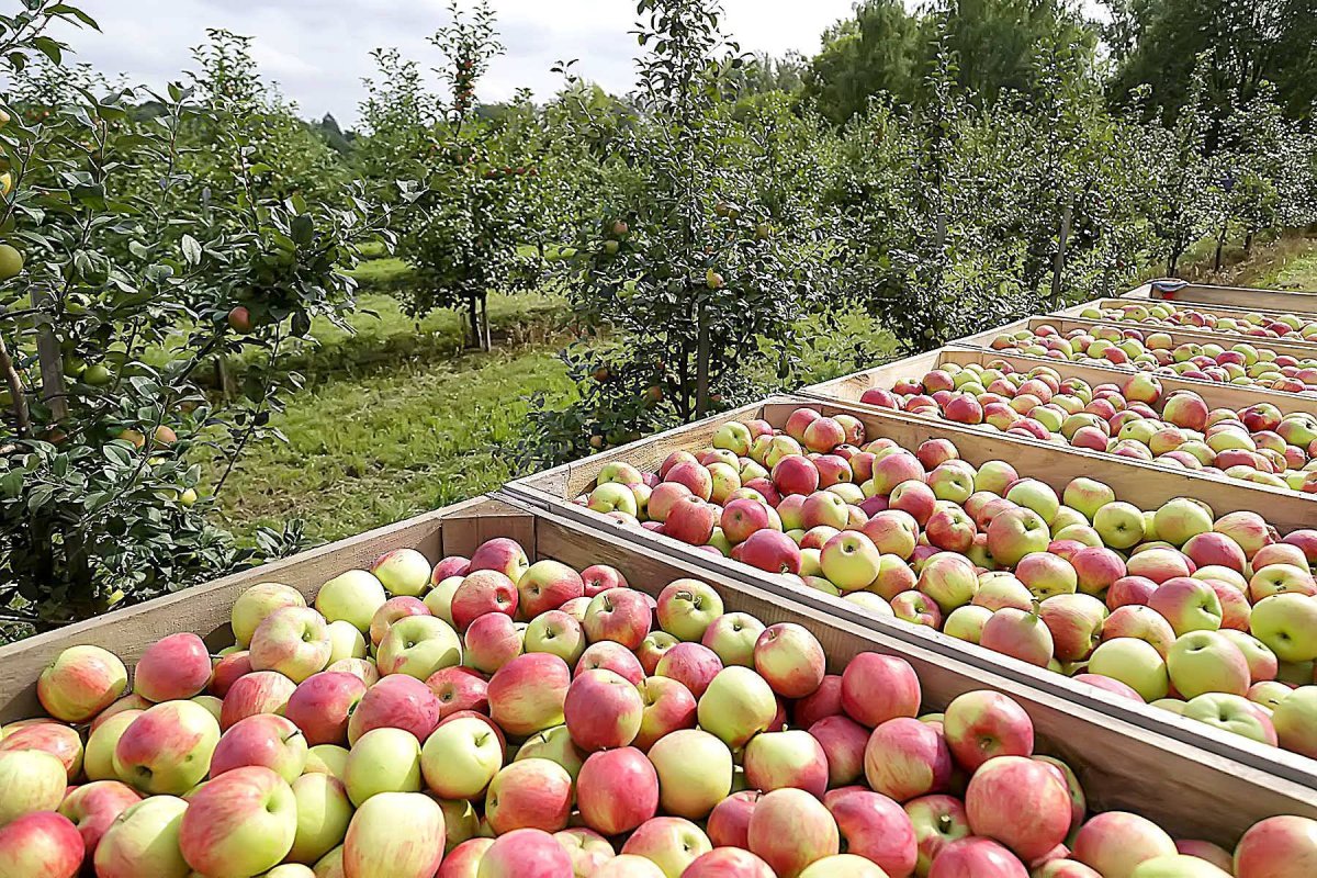 Дачный баннер