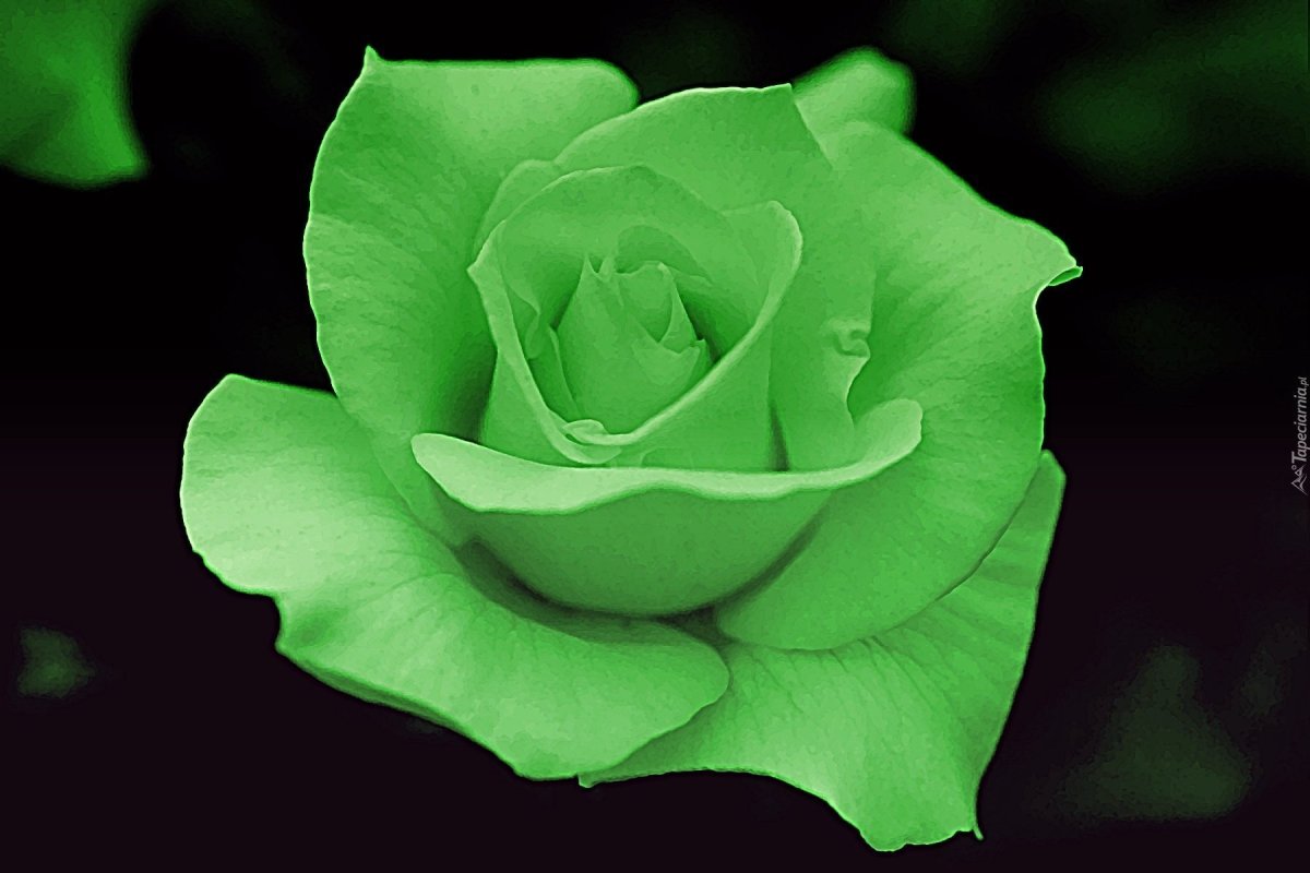 Роза Грин Даймонд