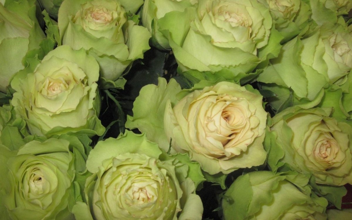 Красивый букет в коробке салатовой