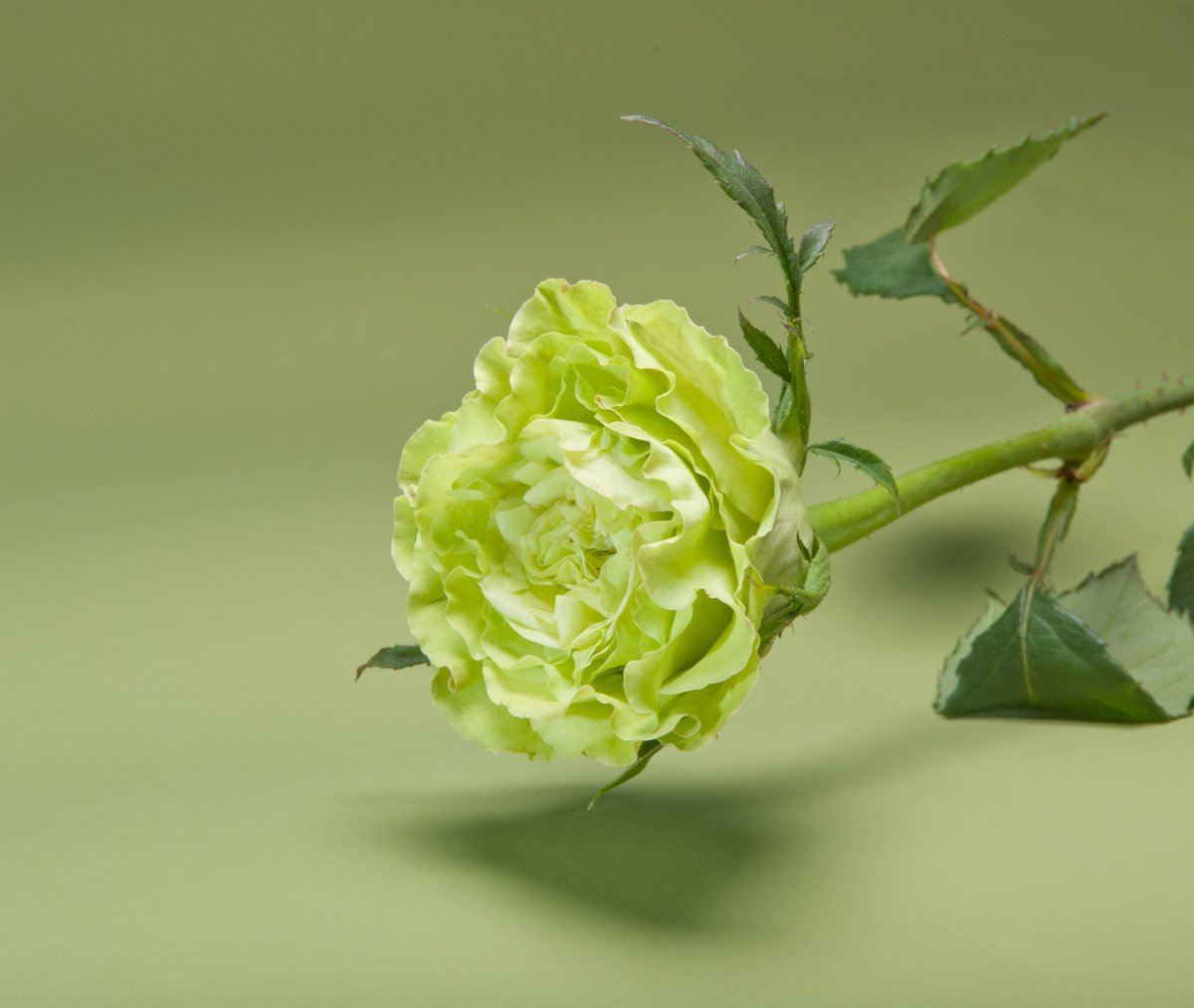 Салатовые розы