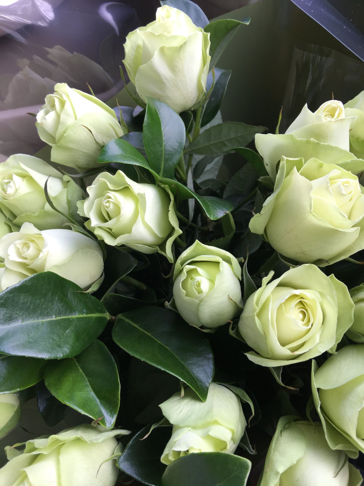 Зеленые розы