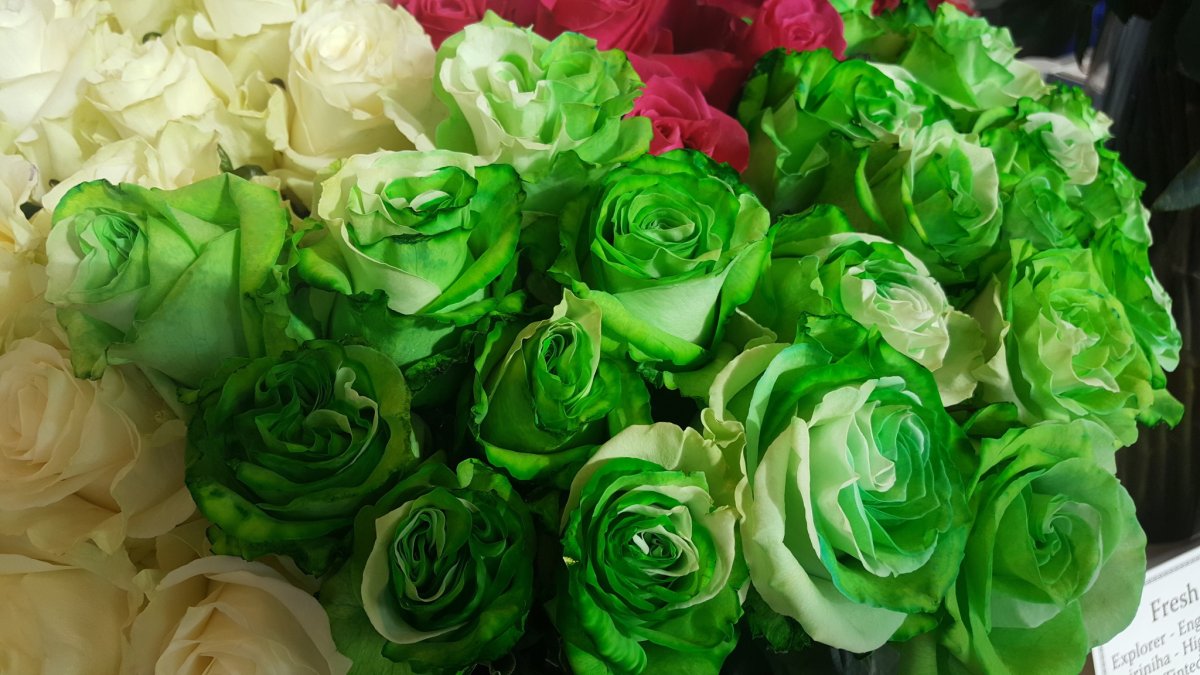 Зеленые розы