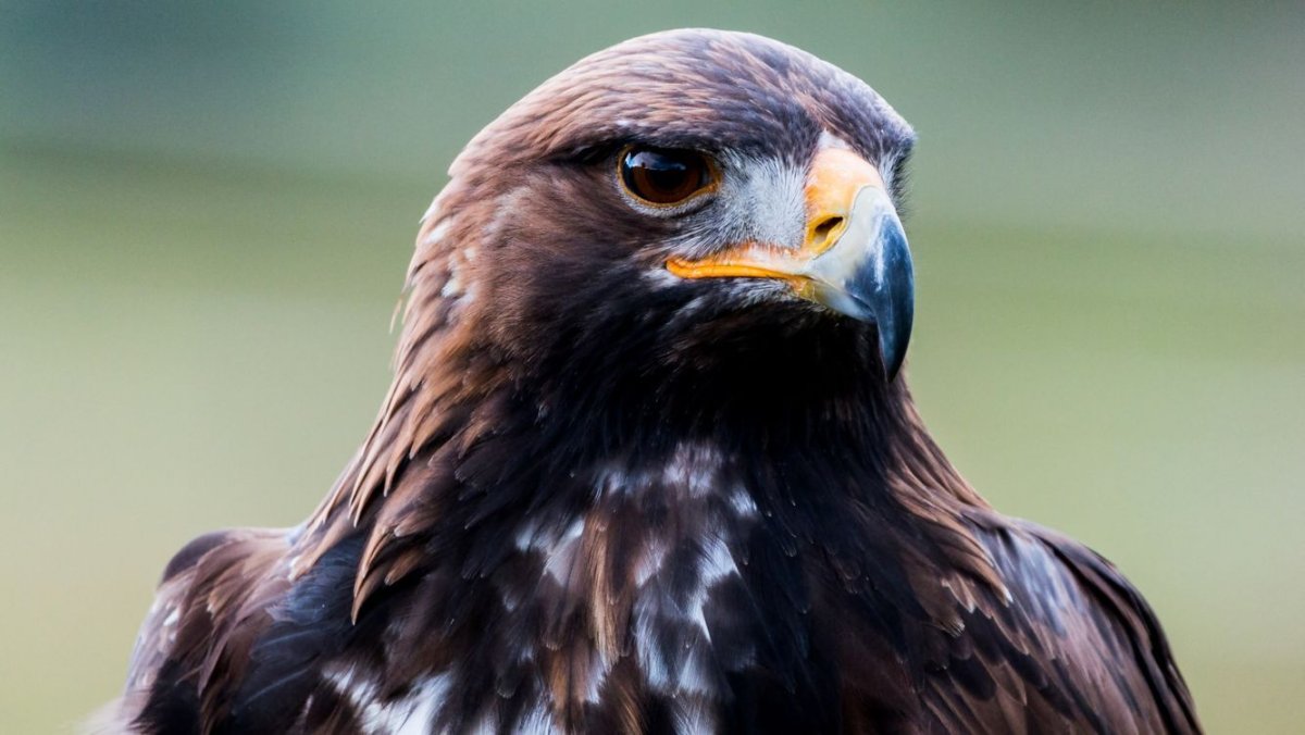 Беркут Сокол ястреб