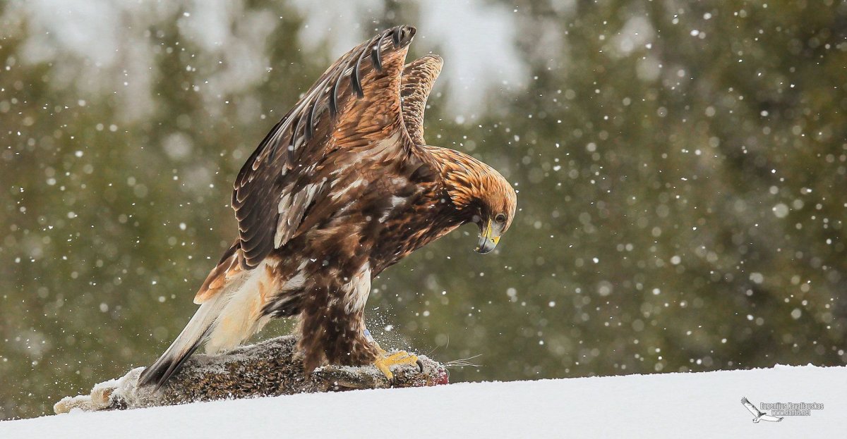 Орёл Беркут и Коршун