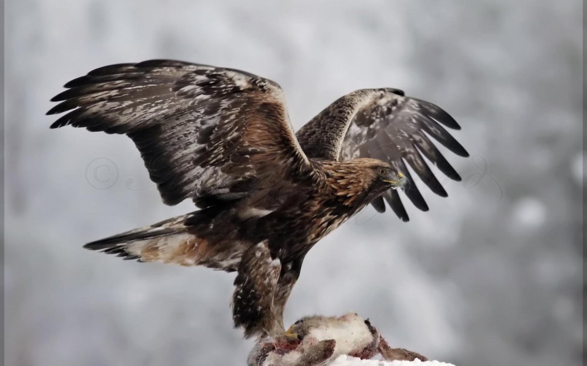 Беркут панорама