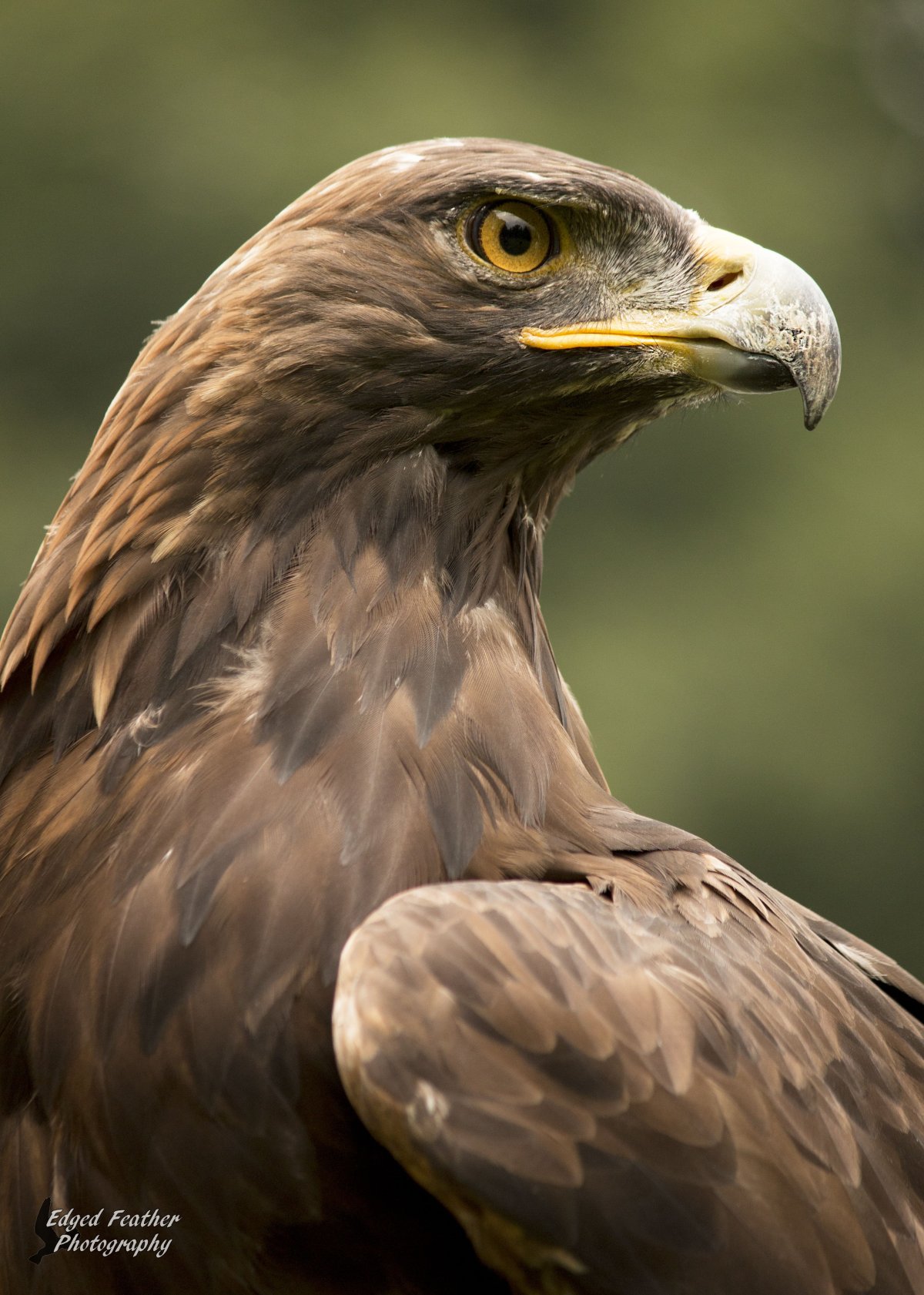 Степной Беркут